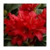 Deals 🌟 1ft Dwarf Rhododendron 'Bengal' | 3L Pot 🥰