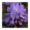 Hot Sale ✔️ 1ft Dwarf Rhododendron 'Blue Tit' | 3L Pot 🧨