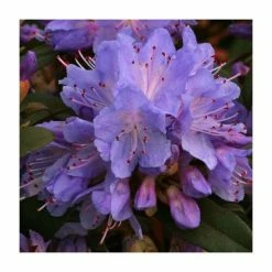 Hot Sale ✔️ 1ft Dwarf Rhododendron 'Blue Tit' | 3L Pot 🧨