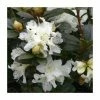 Best Sale 😀 1ft Dwarf Rhododendron 'Cream Crest' | 3L Pot ⭐