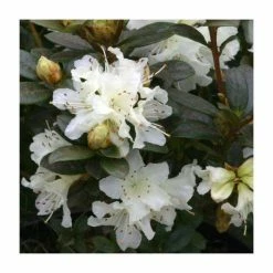 Best Sale 😀 1ft Dwarf Rhododendron 'Cream Crest' | 3L Pot ⭐