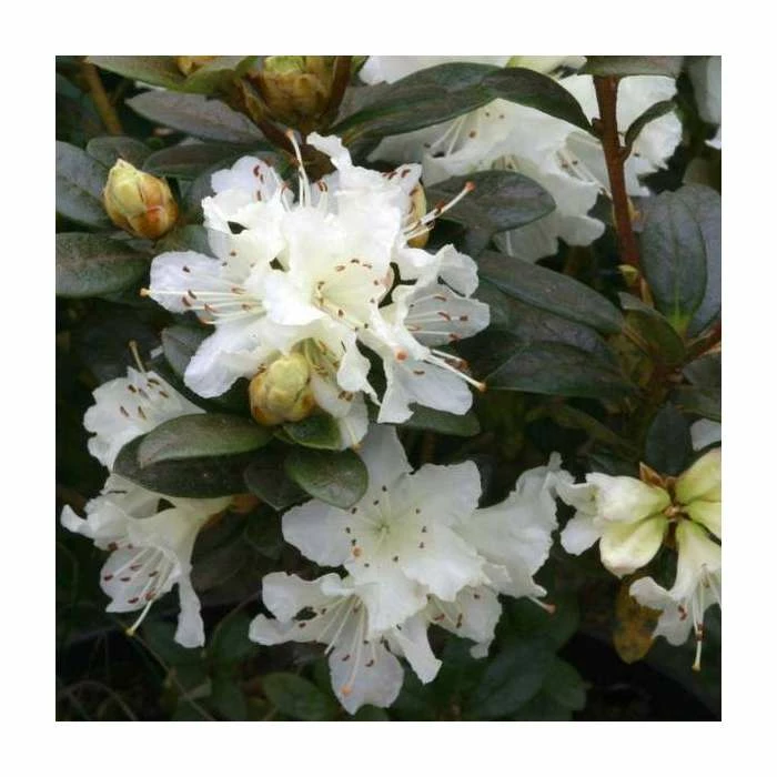 Best Sale ๐ 1ft Dwarf Rhododendron 'Cream Crest' | 3L Pot โญ 1 Best Sale ๐ 1ft Dwarf Rhododendron 'Cream Crest' | 3L Pot โญ