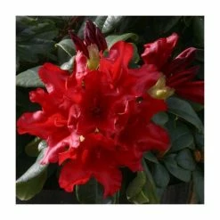 Promo 🤩 1ft Dwarf Rhododendron 'Elizabeth Hobbie' | 3L Pot 🎉