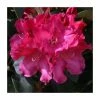 Wholesale ✨ 1ft Dwarf Rhododendron 'Gartendirector Glocker' | 3L Pot ⭐