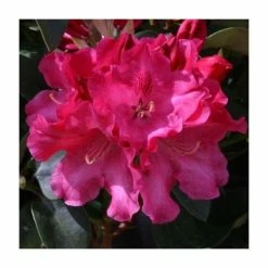 Wholesale ✨ 1ft Dwarf Rhododendron 'Gartendirector Glocker' | 3L Pot ⭐