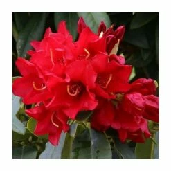 Outlet ✨ 1ft Dwarf Rhododendron 'Gertrude Schale' | 3L Pot 🌟