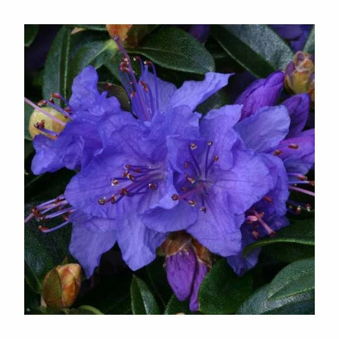 Best Sale ๐ 1ft Dwarf Rhododendron 'Gristede' | 3L Pot โค๏ธ 1 Best Sale ๐ 1ft Dwarf Rhododendron 'Gristede' | 3L Pot โค๏ธ