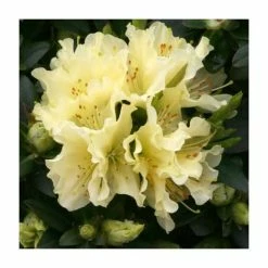 Best reviews of 🥰 1ft Dwarf Rhododendron 'Patty Bee' | 3L Pot 🎁