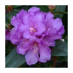 Top 10 ⭐ 1ft Dwarf Rhododendron 'Praecox' | 3L Pot 💯