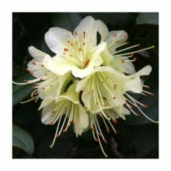 Best deal 💯 1ft Dwarf Rhododendron 'Princess Anne' | 3L Pot ✔️