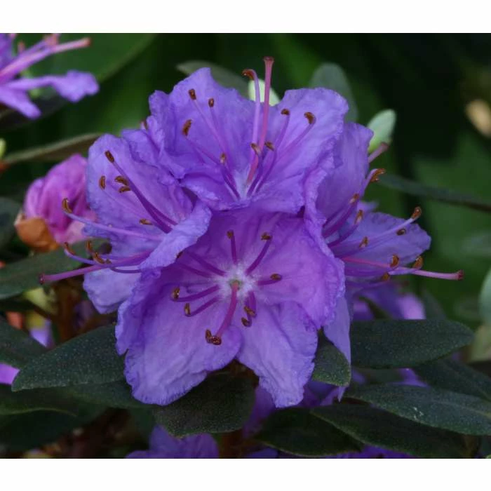 Best Pirce ๐คฉ 1ft Dwarf Rhododendron 'Purple Gem' | 3L Pot ๐ 1 Best Pirce ๐คฉ 1ft Dwarf Rhododendron 'Purple Gem' | 3L Pot ๐