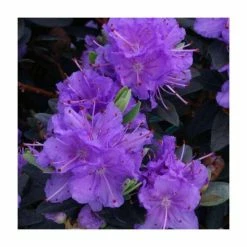 Cheap 🔔 1ft Dwarf Rhododendron 'Ramapo' | 3L Pot ⭐