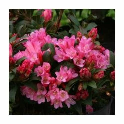 Top 10 ⭐ 1ft Dwarf Rhododendron 'Razorbill' | 3L Pot 😉