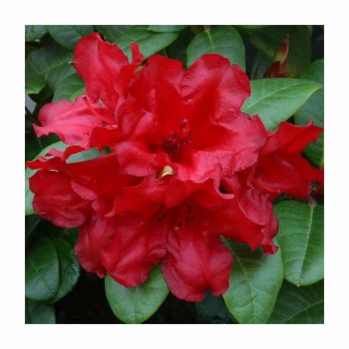 Hot Sale ๐ 1ft Dwarf Rhododendron 'Scarlet Wonder' | 3L Pot โค๏ธ 1 Hot Sale ๐ 1ft Dwarf Rhododendron 'Scarlet Wonder' | 3L Pot โค๏ธ