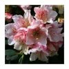 Brand new 👏 1ft Dwarf Rhododendron 'Wee Bee' | 3L Pot 🌟
