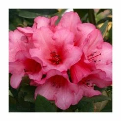 Best deal ✨ 1ft Dwarf Rhododendron 'Winsome' | 3L Pot 😍