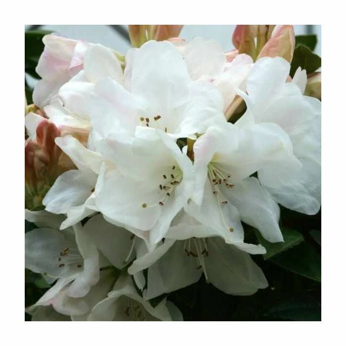 Deals ๐ 1ft Dwarf Rhododendron 'Tinkerbird' | 3L Pot ๐ 1 Deals ๐ 1ft Dwarf Rhododendron 'Tinkerbird' | 3L Pot ๐
