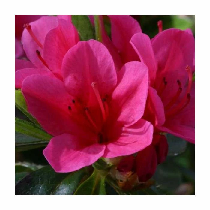 Deals 🌟 1ft Evergreen Azalea 'Benny Gerry' |3L Pot | Azelea japonica 😉 2 Deals 🌟 1ft Evergreen Azalea 'Benny Gerry' |3L Pot | Azelea japonica 😉 - Image 2