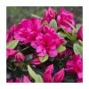 Outlet 🎁 1ft Evergreen Azalea 'Canzonetta' |3L Pot | Azelea japonica 🧨