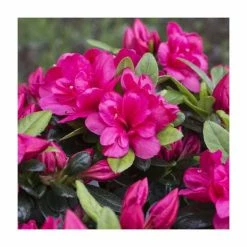 Outlet 🎁 1ft Evergreen Azalea 'Canzonetta' |3L Pot | Azelea japonica 🧨