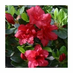 Outlet 💯 1ft Evergreen Azalea 'Florida' |3L Pot | Azelea japonica 👍