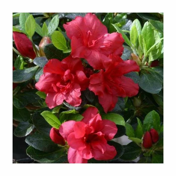 Outlet ๐ฏ 1ft Evergreen Azalea 'Florida' |3L Pot | Azelea japonica ๐ 1 Outlet ๐ฏ 1ft Evergreen Azalea 'Florida' |3L Pot | Azelea japonica ๐