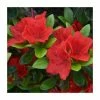 Buy ⭐ 1ft Evergreen Azalea 'Geisha Orange' |3L Pot | Azelea japonica 🛒