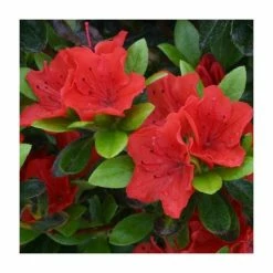 Buy ⭐ 1ft Evergreen Azalea 'Geisha Orange' |3L Pot | Azelea japonica 🛒