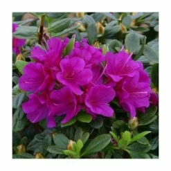 Flash Sale 🎁 1ft Evergreen Azalea 'Geisha Purple' |3L Pot | Azelea japonica 🤩