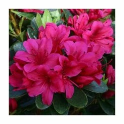 New 🎉 1ft Evergreen Azalea 'Geisha Red' |3L Pot | Azelea japonica 🔥