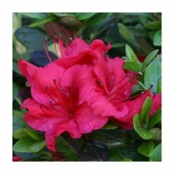 Brand new 😉 1ft Evergreen Azalea 'Johanna' |3L Pot | Azelea japonica 🤩