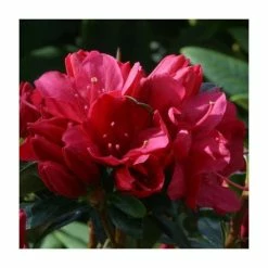 Deals 🥰 1ft Evergreen Azalea 'Madame Galle' |3L Pot | Azelea japonica 🎉