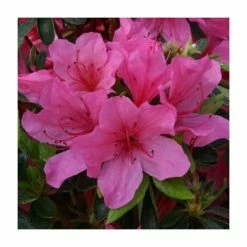 New 😀 1ft Evergreen Azalea 'Madame Van Hecke' |3L Pot | Azelea japonica 👍