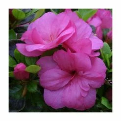 Cheapest 🌟 1ft Evergreen Azalea 'Maria Elena' |3L Pot | Azelea japonica ⭐