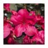 Best Pirce 😉 1ft Evergreen Azalea 'Maruska' |3L Pot | Azelea japonica 😉