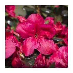 Best Pirce 😉 1ft Evergreen Azalea 'Maruska' |3L Pot | Azelea japonica 😉