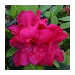 Hot Sale 🤩 1ft Evergreen Azalea 'Mothers Day' |3L Pot | Azelea japonica 🤩