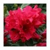 Best reviews of 😀 1ft Evergreen Azalea 'Red Wing' |3L Pot | Azelea japonica 🌟