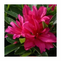 Promo ❤️ 1ft Evergreen Azalea 'Rosa' |3L Pot | Azelea japonica 🧨