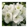 Buy 🎁 1ft Evergreen Azalea 'Rose Greeley' |3L Pot | Azelea japonica 🎉