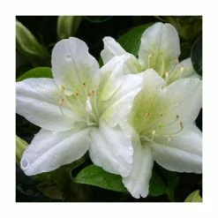 Promo ❤️ 1ft Evergreen Azalea 'Snow White' |3L Pot | Azelea japonica 😉