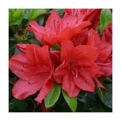 Deals ⭐ 1ft Evergreen Azalea 'Torchlight' |3L Pot | Azelea japonica ✨