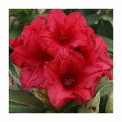 Outlet ✨ 1ft Rhododendron 'Dopey' | 3L Pot | Rhododendron Yakushimanum ❤️