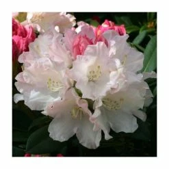Deals 😍 1ft Rhododendron 'Dreamland' | 3L Pot | Rhododendron Yakushimanum ❤️