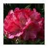 Cheap 💯 1ft Rhododendron 'Fantastica'| 3L Pot | Rhododendron Yakushimanum ⭐