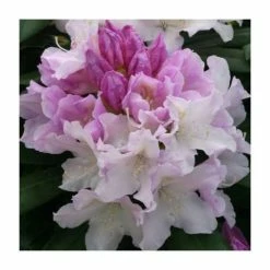 Best Sale ✔️ 1ft Rhododendron 'Hoppy' | 3L Pot | Rhododendron Yakushimanum 🤩
