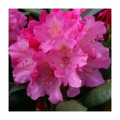 Outlet 🔔 1ft Rhododendron 'Polaris' | 3L Pot | Rhododendron Yakushimanum 🎁