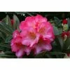 Cheapest ✔️ 1ft Rhododendron 'Surrey Heath' | 3L Pot | Rhododendron Yakushimanum 👍