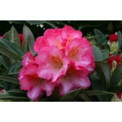 Cheapest ✔️ 1ft Rhododendron 'Surrey Heath' | 3L Pot | Rhododendron Yakushimanum 👍