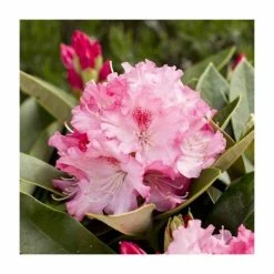 Buy 😍 1ft Rhododendron 'Excelsior' | 3L Pot | Rhododendron Yakushimanum 😀